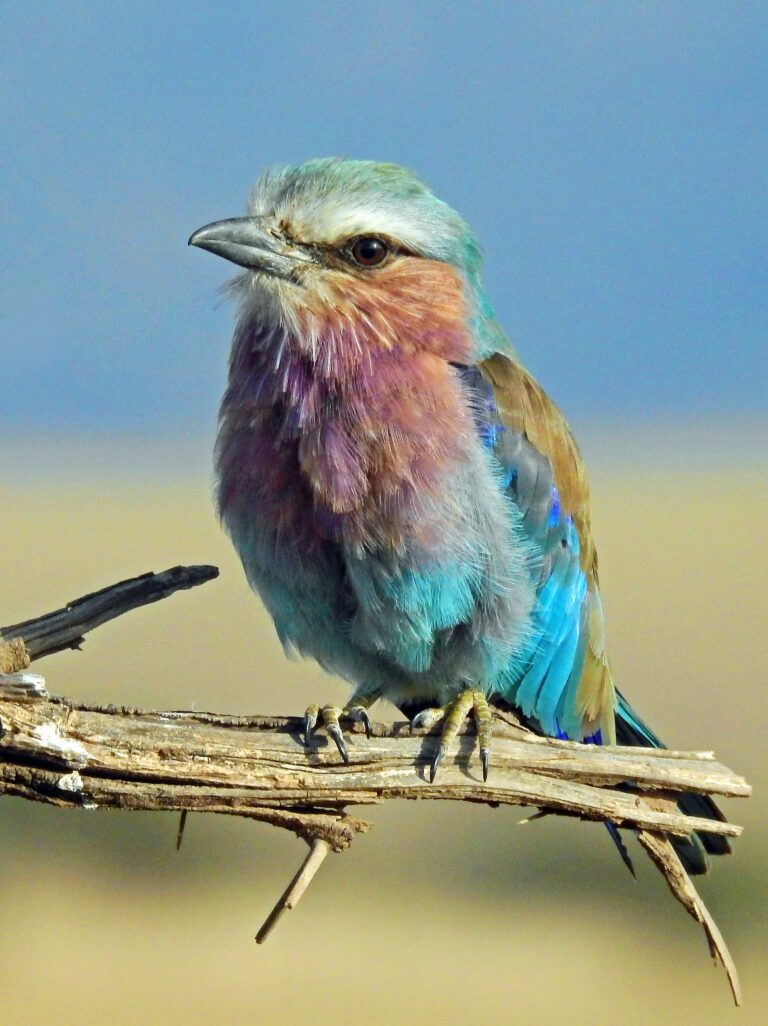 Rainbow colored bird perched on branch