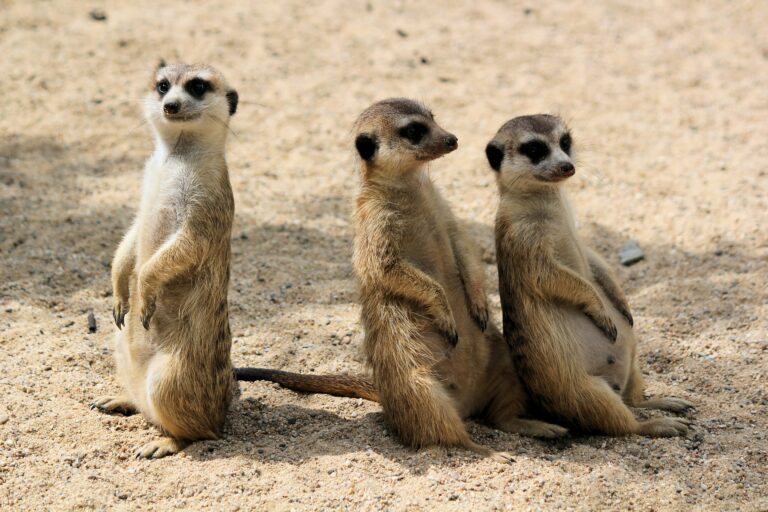 Three meerkats sitting in sand looking around